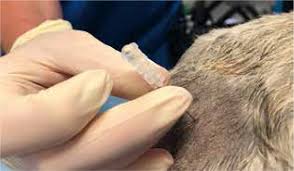 Epidural Plus Inhalant or Inhalant Alone? What Anesthetic Choice Means for Puppies During Canine Cesarean Section